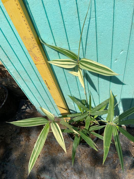 Бамбук различни видове, декоративни, бързорастящи, жив плет, ограда
