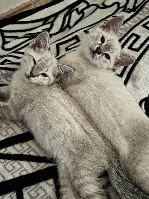 Отдам котят в добрые руки!