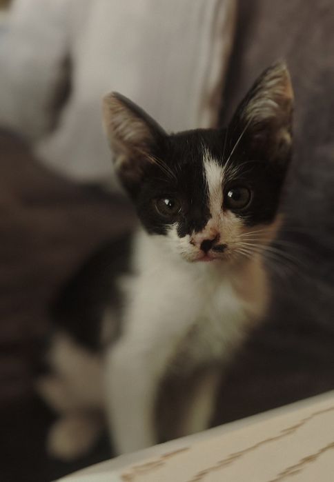 Котенок отдам В ДОБРЫЕ РУКИ.