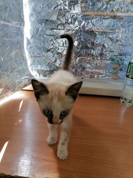 Красивый котенок в добрые руки