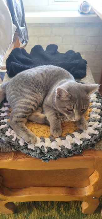 Отдадим кота в хорошие руки, кот находится в Янгиюле