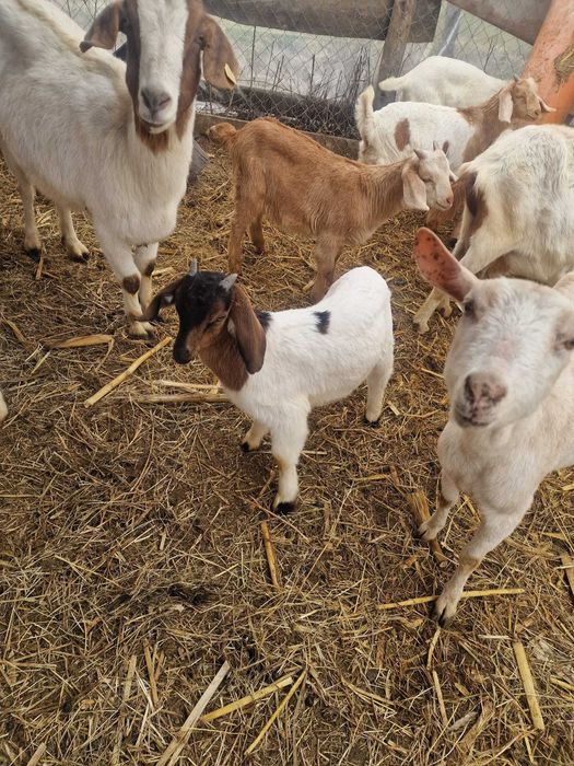 Vand capre de rasă si iezi