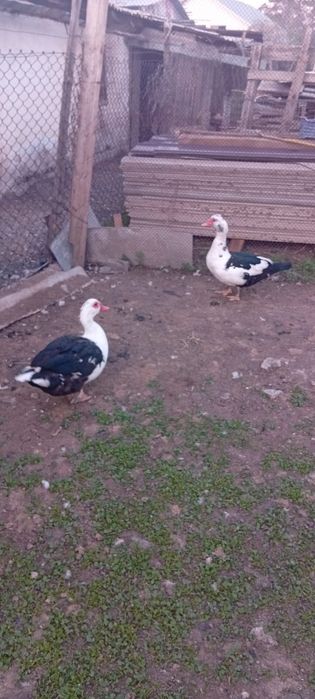 Селезни продам .