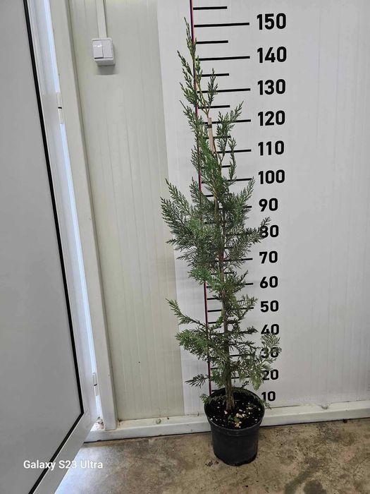 Разсадник за лейландски кипарис