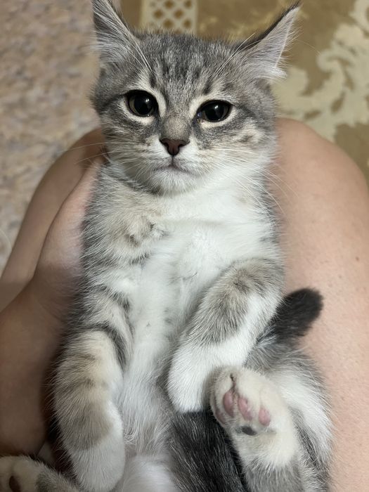 Отдам в добрые руки котята девочки