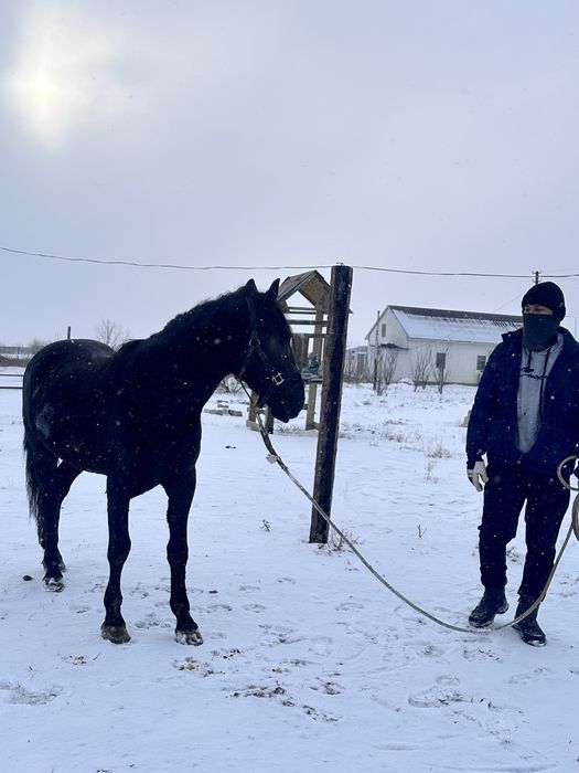 6 жасар айғыр сатылады, Продается жеребец