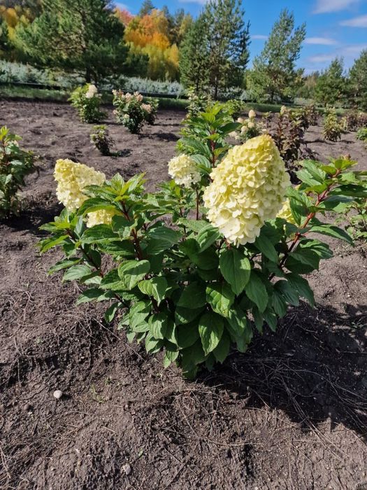 Продажа саженцев