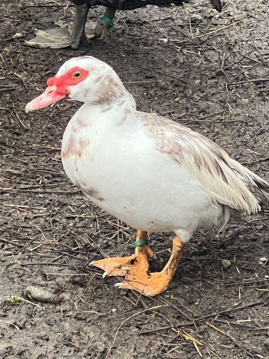 De vanzare rațe leșești