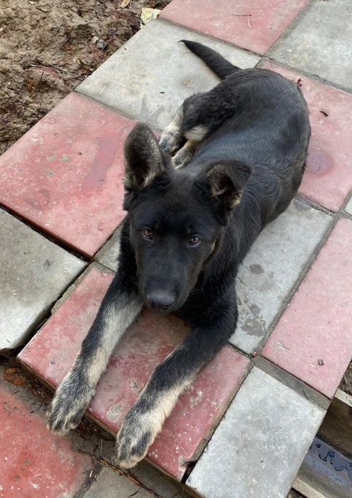 Европейская  овчарка щенок