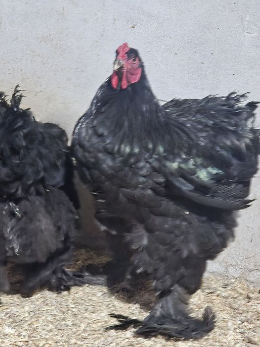 Яйца и цыплята брамы чёрный алмаз