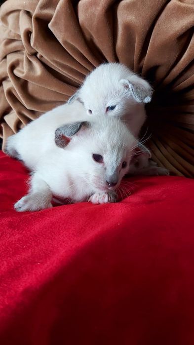 Black ORIENTAL. Ориентальные котята