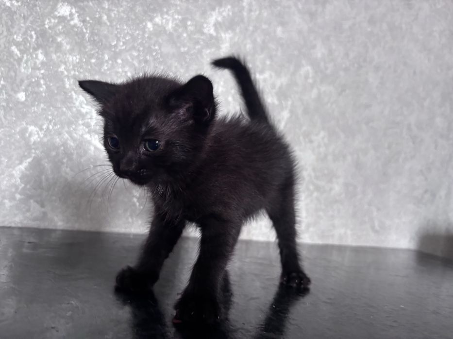 Отдам черных котят