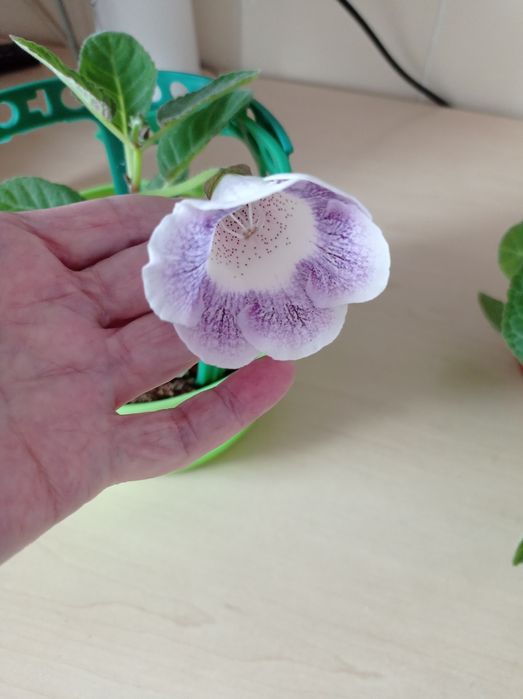 Глоксиния сортовая цветущая.