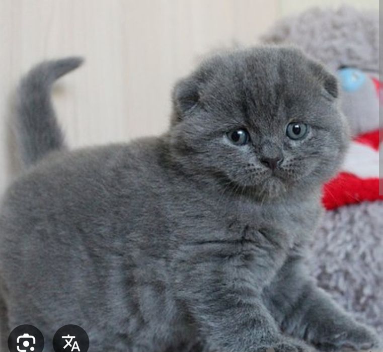 Продаются шотландские вислоухие котята