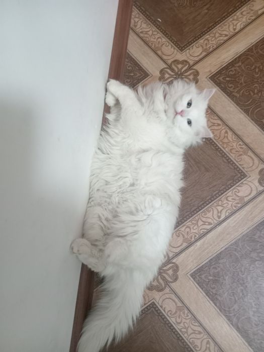 Турецкая ангорка