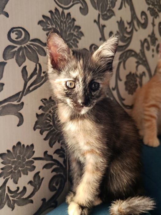 Отдам котят в хорошие руки