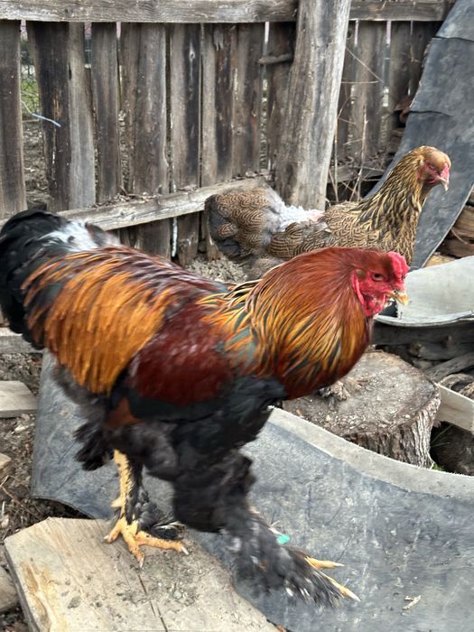 Disponibila pereche brahma potarnichiu