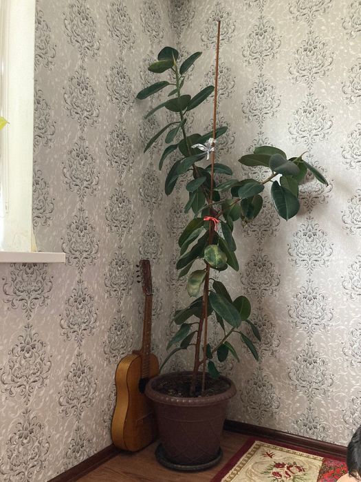 Продам цветы большие