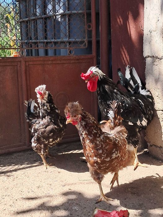 Găini de casă moțate 5+1