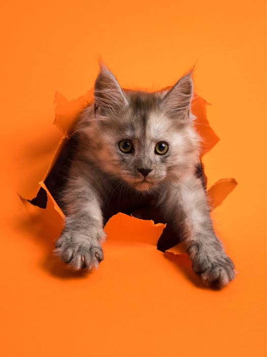 Pui maine coon cu pedigree 3 luni