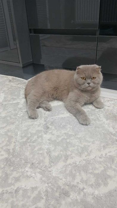 Элитные котята от чистокровных родителей!!!