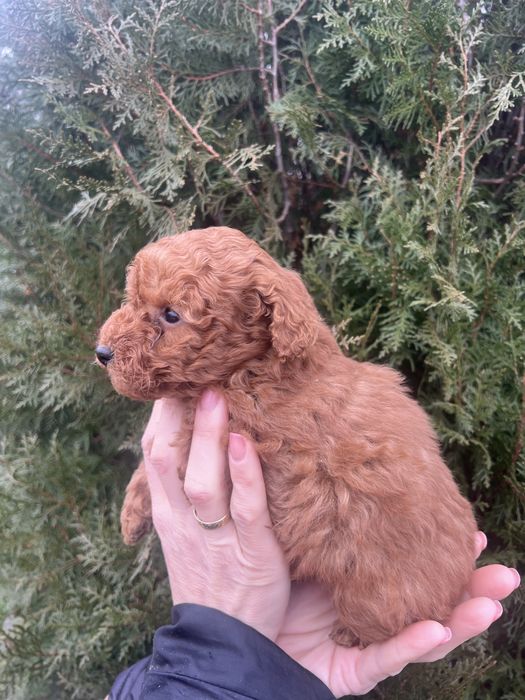 Мини пудел мини пудел