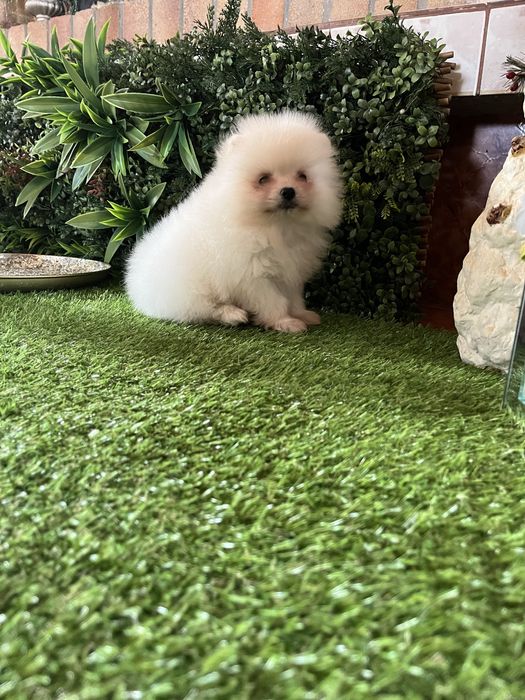 Pomeranian alb mini
