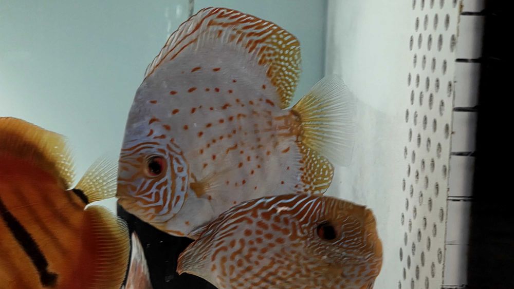 Pesti Acvariu Discus