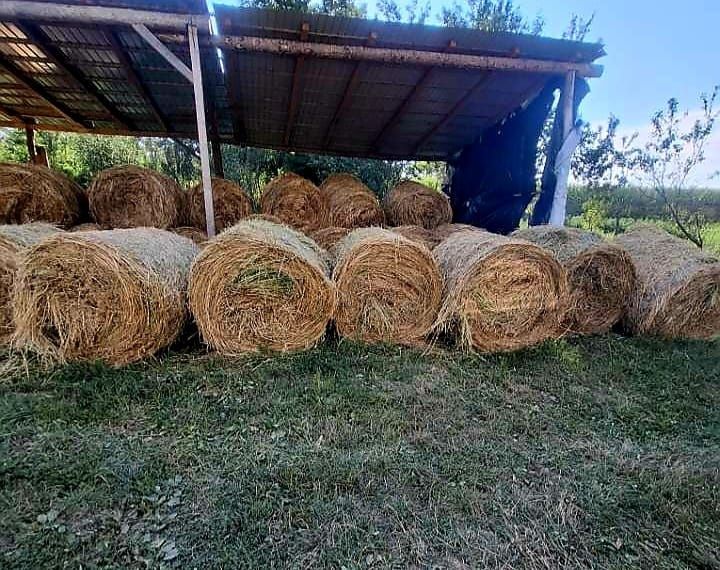 Vând baloți de lucernă