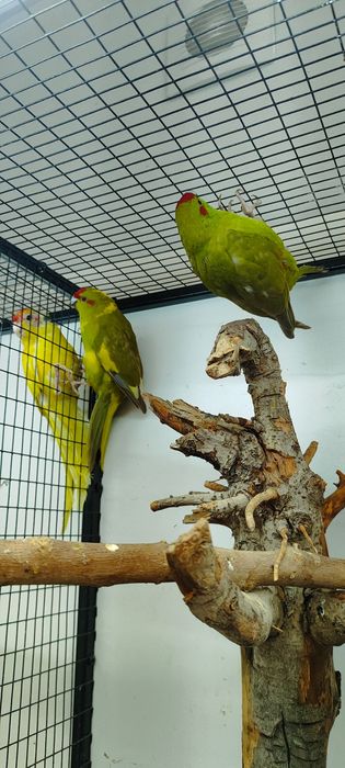 Папугай какарик.