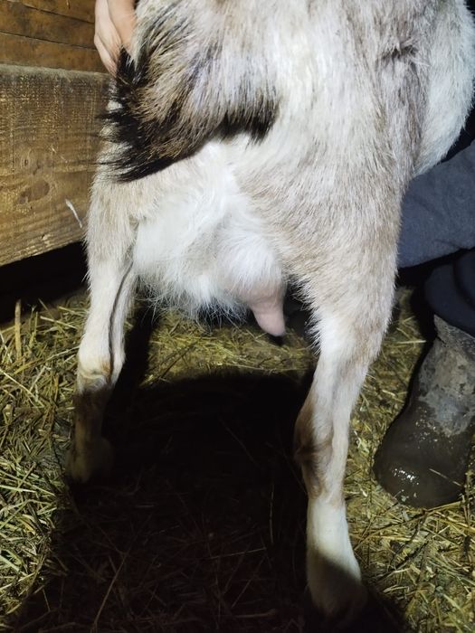 Vand 2capre,           !