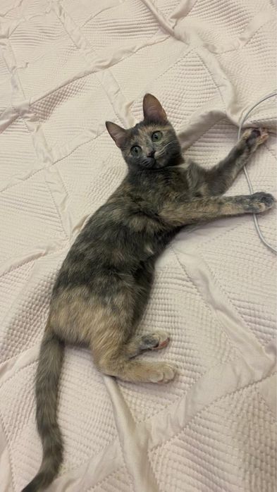 Отдам в хорошие руки кошечку