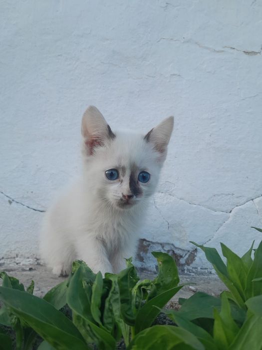 Отдаю даром милые котята