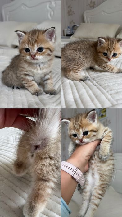 Продам породистых котят