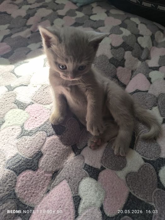 Британские котята
