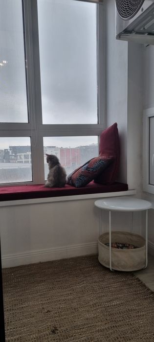 Отдам кошечку в добрые руки