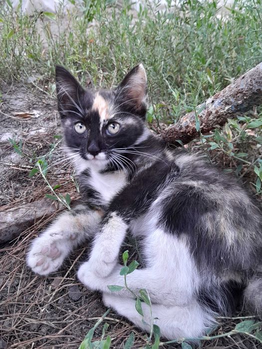 Котёнок отдаю бесплатно