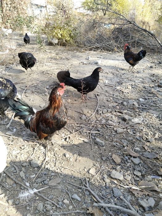 Продам молодых курей