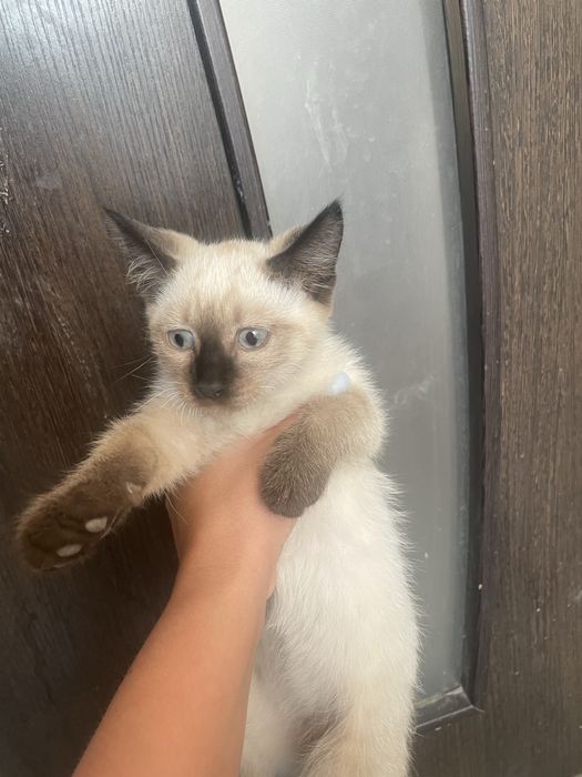 Отдам котят в добрые руки