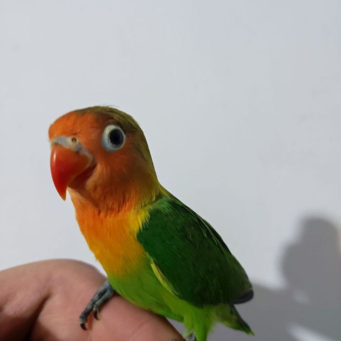 Ручной попугаи неразлучники