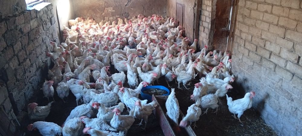 Продам мясо кур тушками