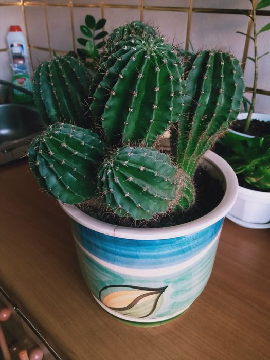 Цветы  комнатные.