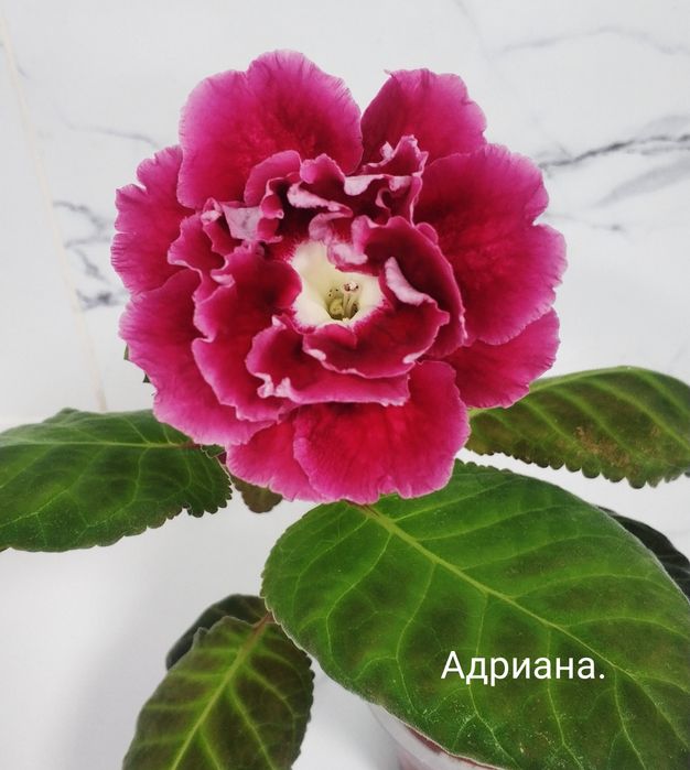 Цветущие глоксинии.