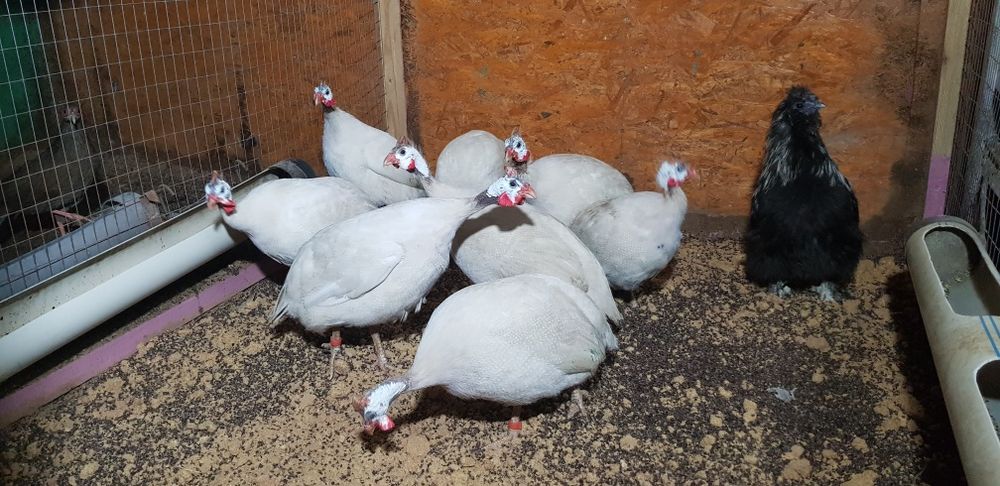 Цесарки, цесарки.