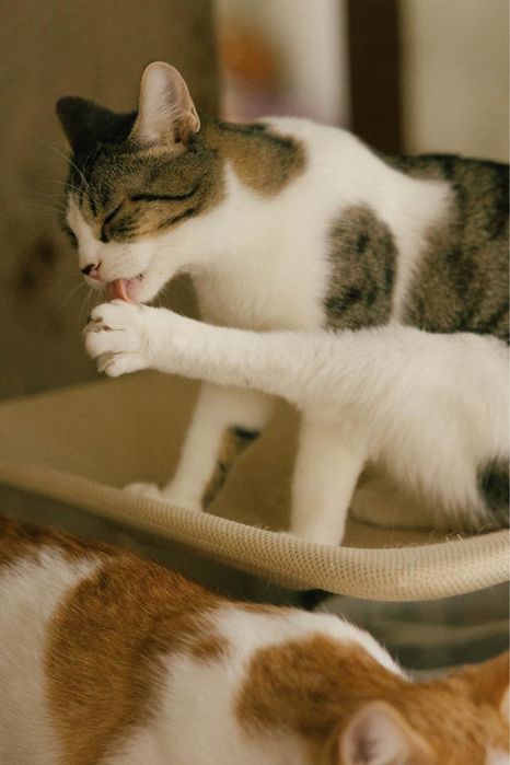 Котик 8 месяцев ищет дом