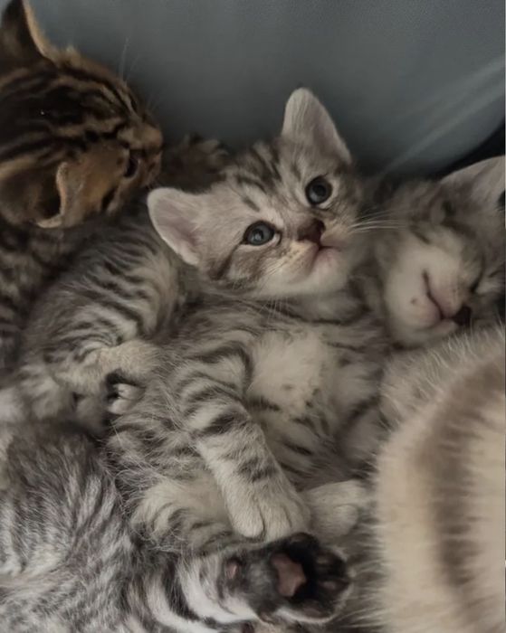 Котяьа вискас окрас, мальчики и девочки 1.5 мес