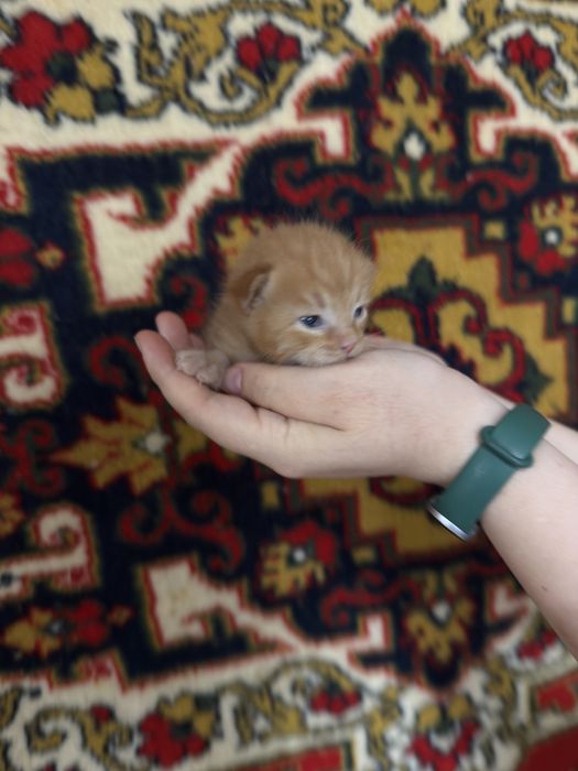 Котята в добрые ручки