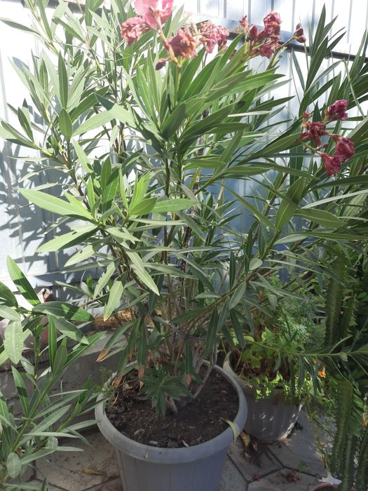 Цветы комнатные , живые