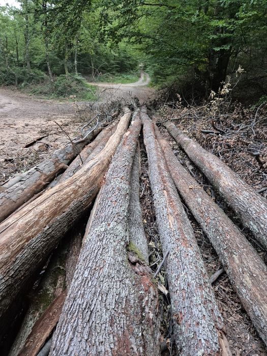 Lemne de foc uscate /verzi