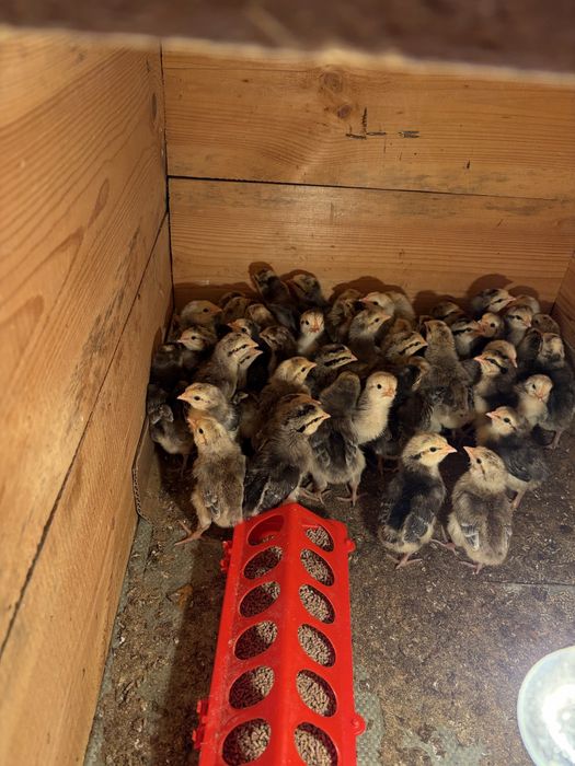 Барковская барвиста